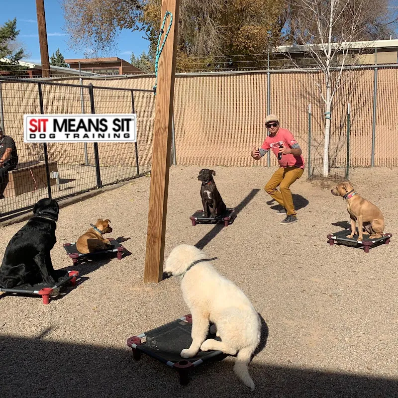 Best Interactive Dog Toys  Sit Means Sit Dog Training Pueblo